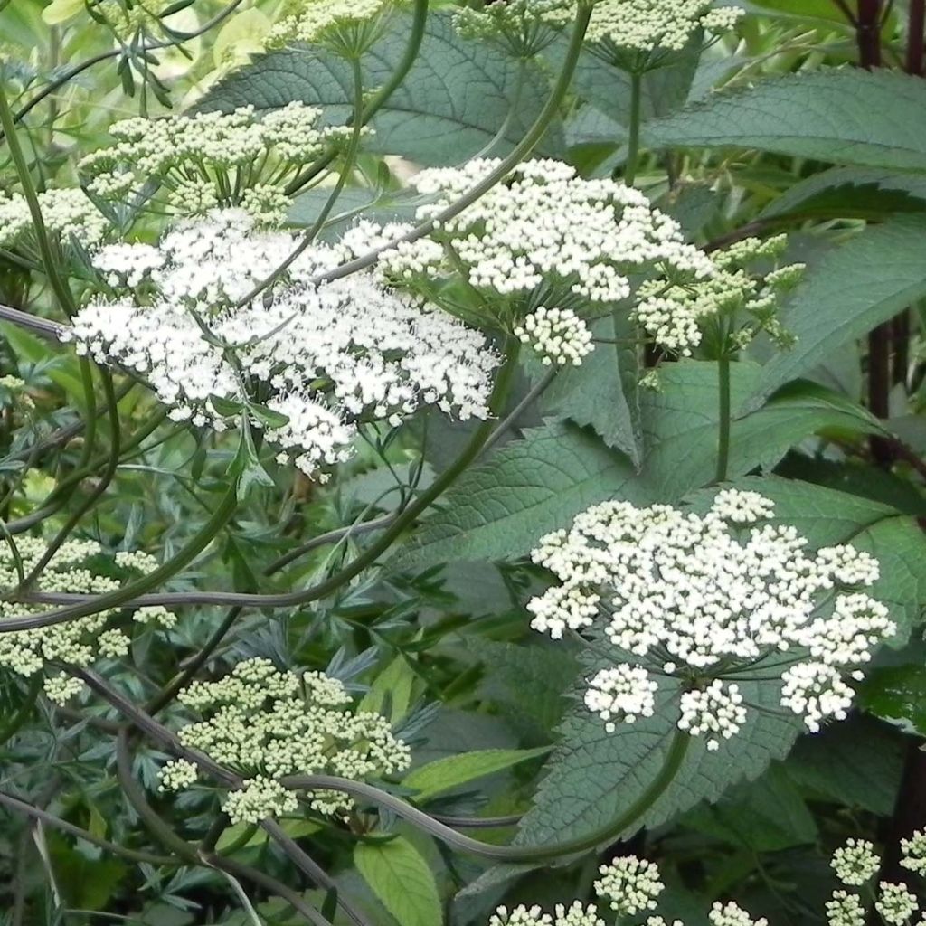 Perejil báltico - Cenolophium denudatum