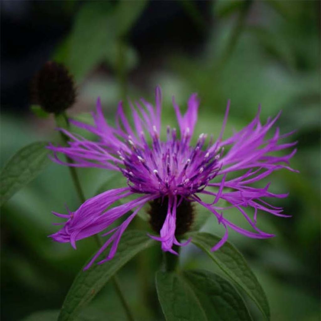 Centaurea montana Caramia