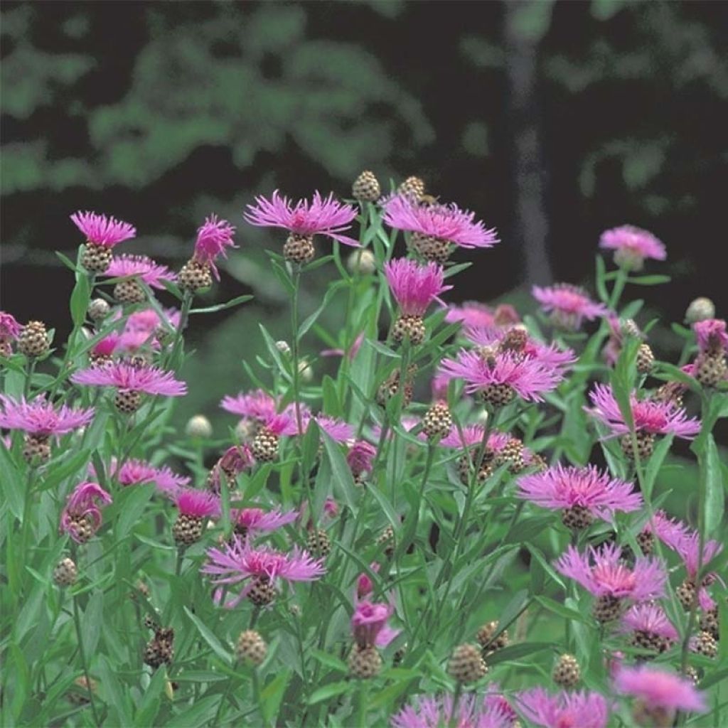 Centaurea jacea