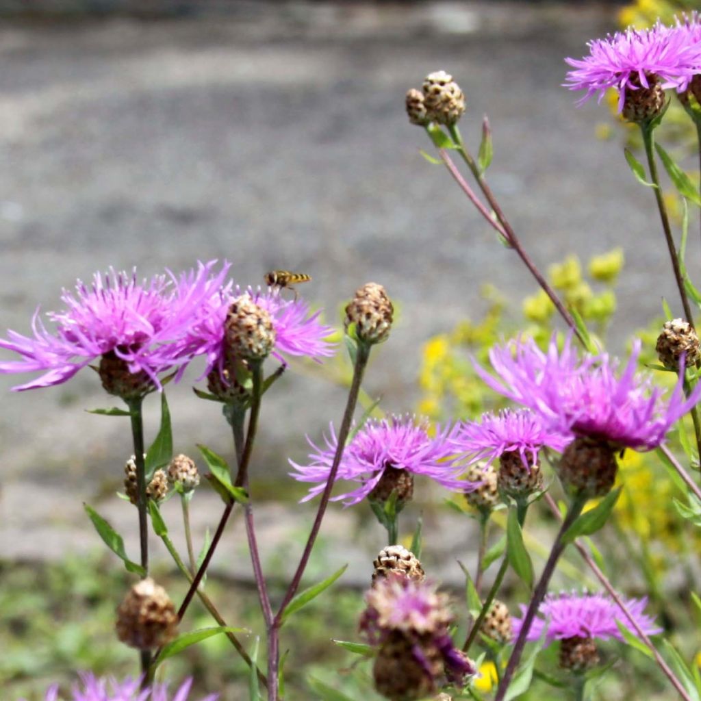 Centaurea jacea