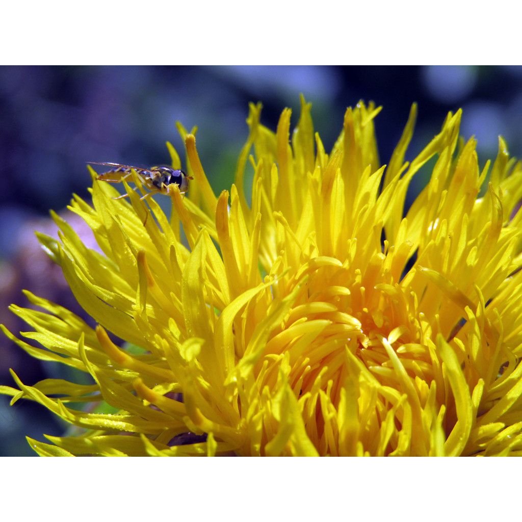 Centaurea macrocephala - Abre puños