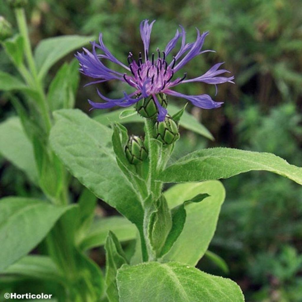 Centaurea montana - Aciano de montaña