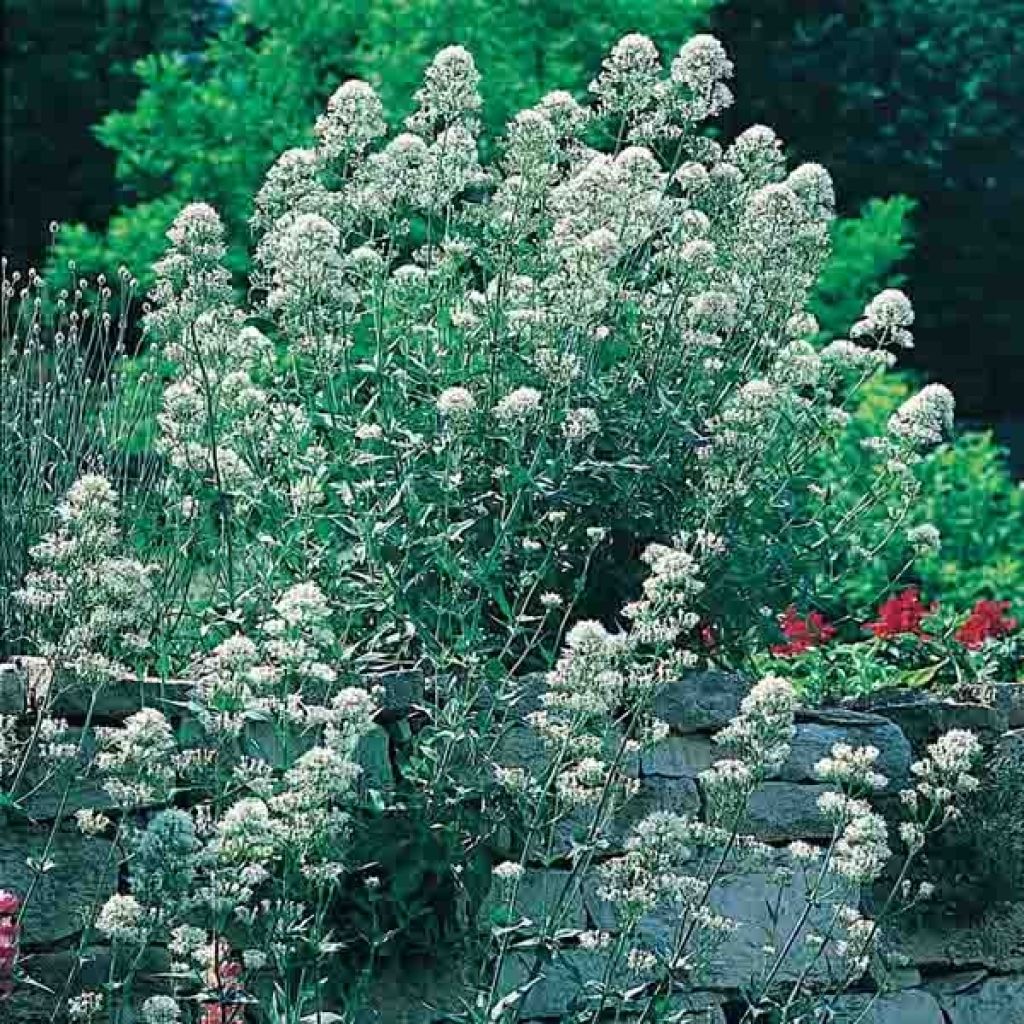 Centranthus ruber Albus - Hierba de San Jorge