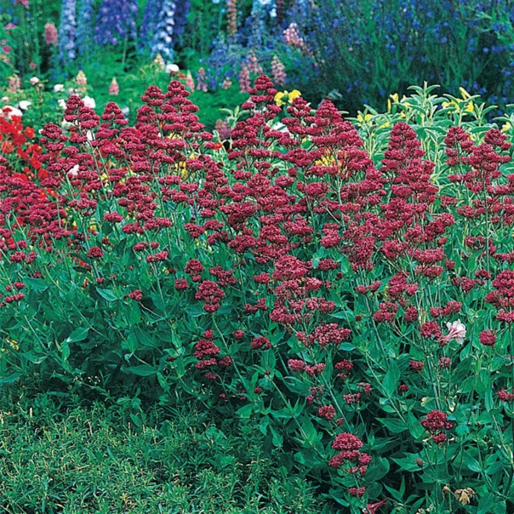 Centranthus ruber Coccineus - Hierba de San Jorge