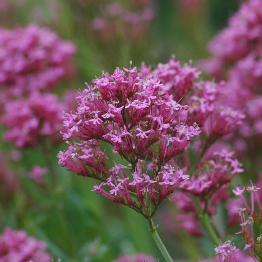 Valériane rose, Centranthus ruber Kempenhof