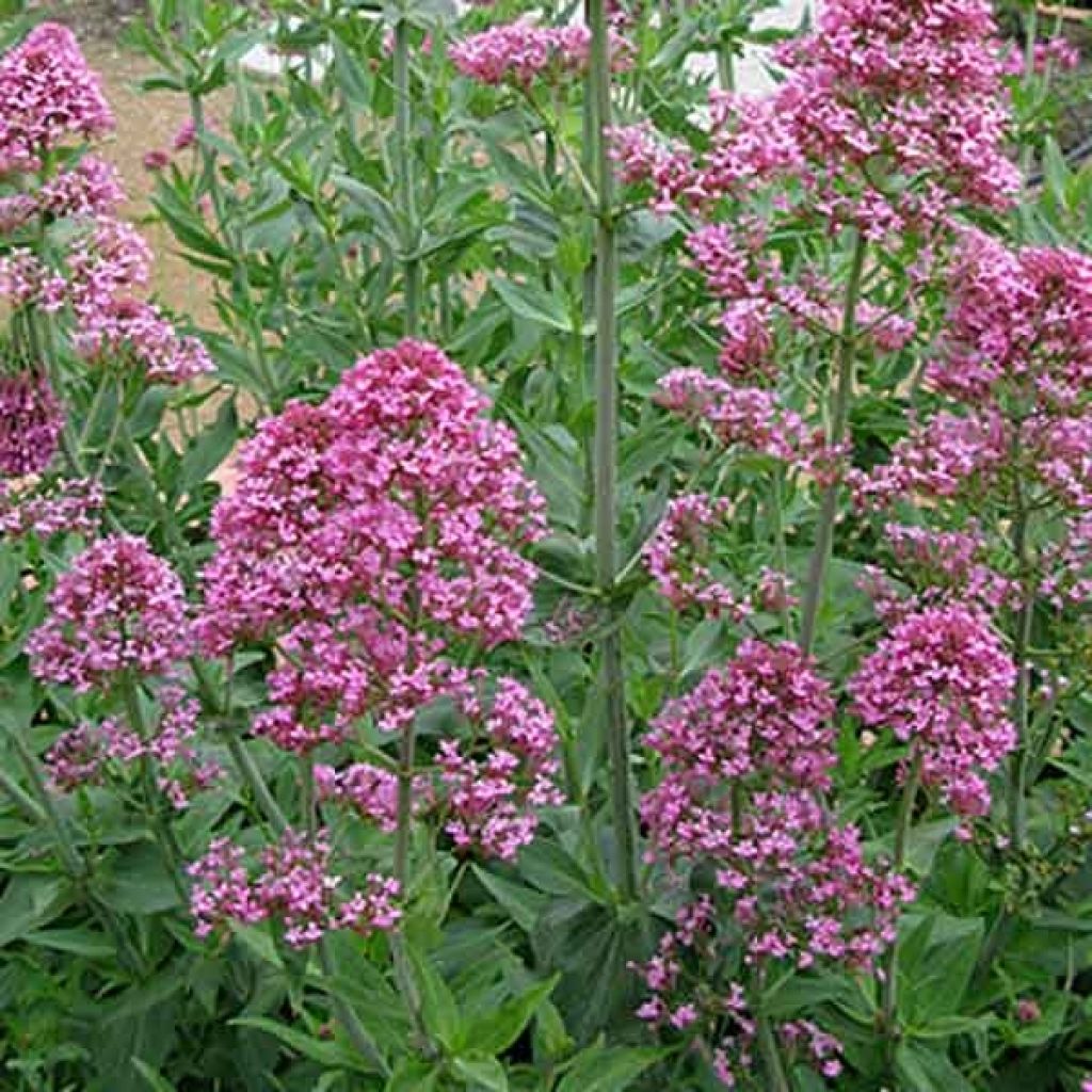 Valériane rose, Centranthus ruber Kempenhof