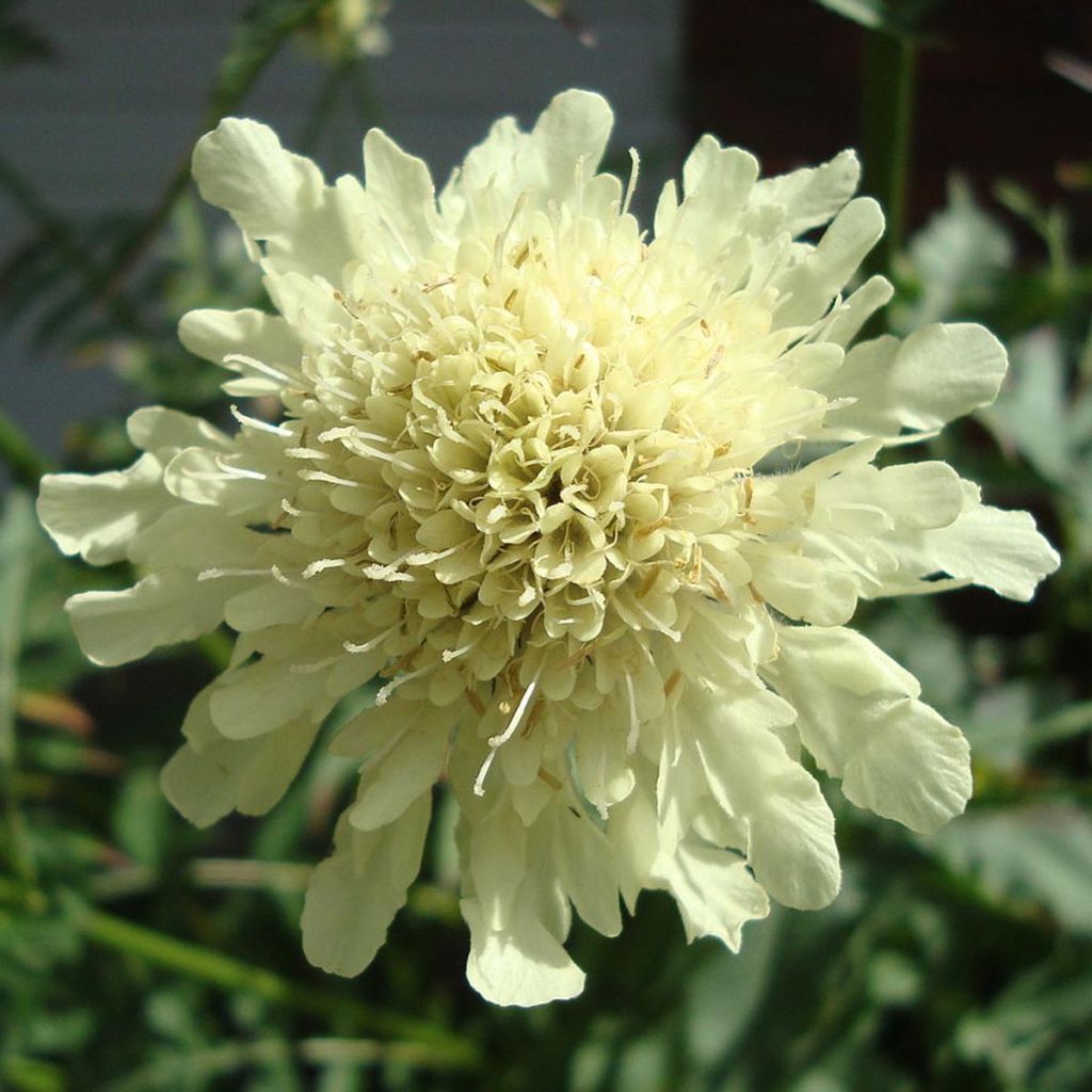 Cephalaria gigantea - Scabieuse géante