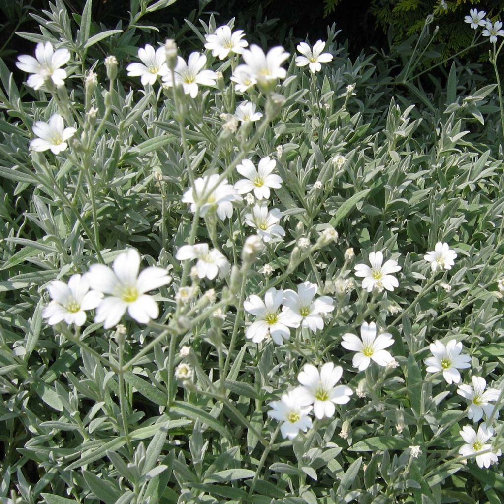 Cerastium tomentosum Yo Yo - Canastilla de plata