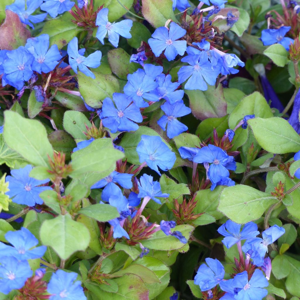 Ceratostigma plumbaginoides - Falso plumbago