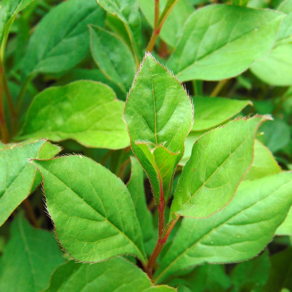 Ceratostigma plumbaginoides - Falso plumbago