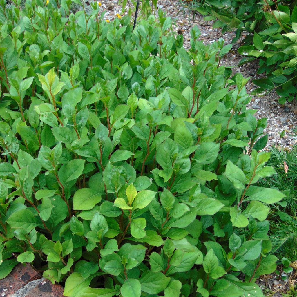 Ceratostigma plumbaginoides - Falso plumbago