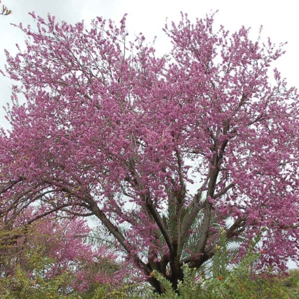 Árbol del amor - Cercis siliquastrum