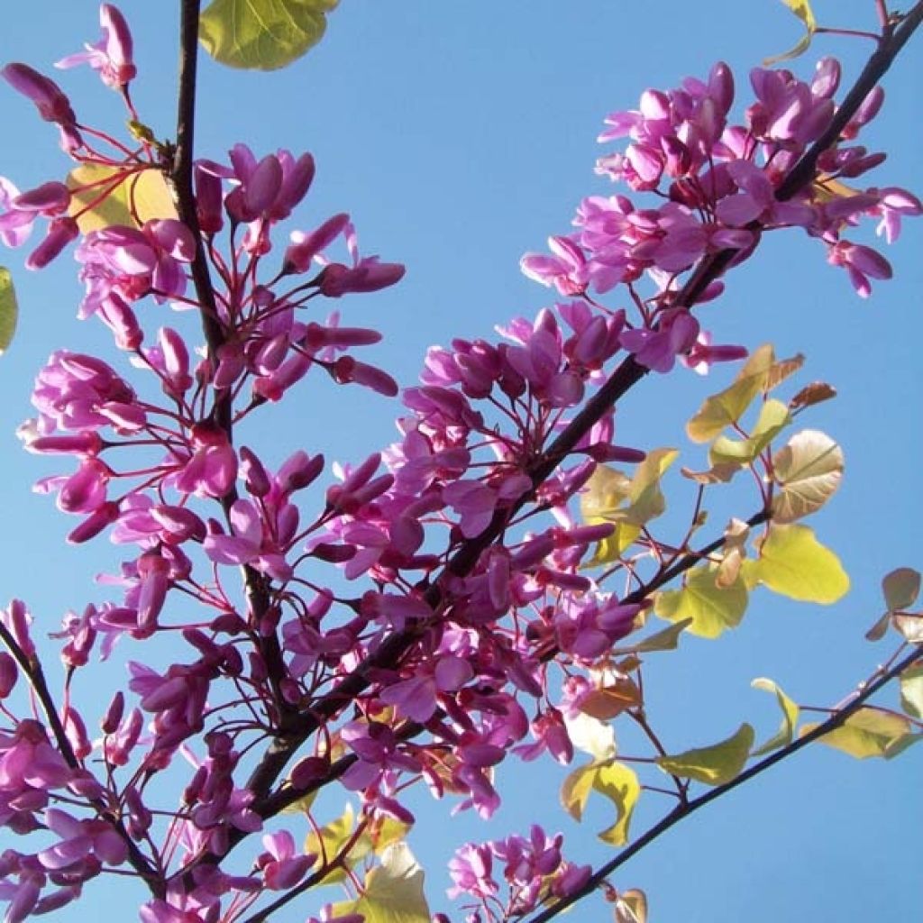 Árbol del amor - Cercis siliquastrum