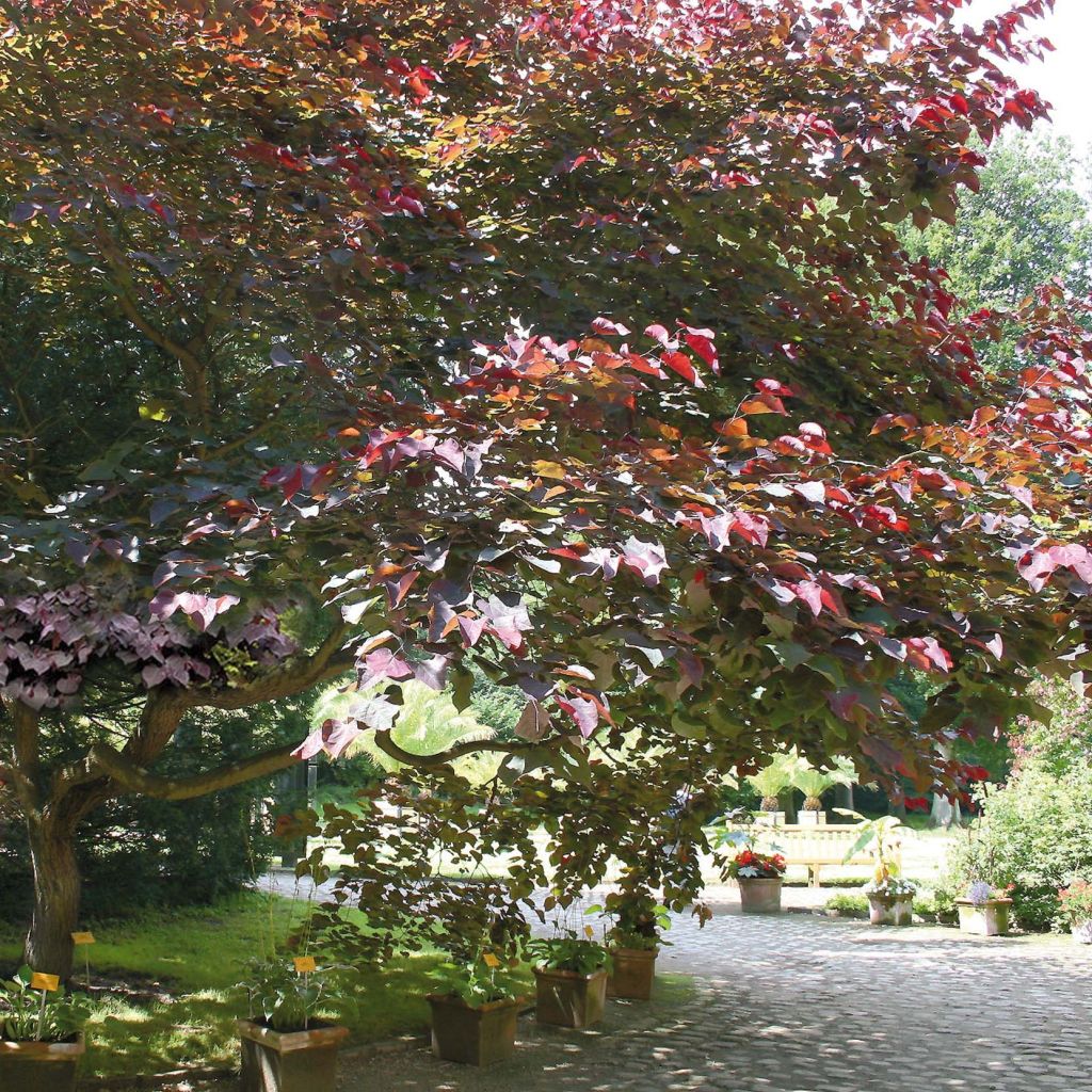 Redbud del este Forest Pansy - Cercis canadensis