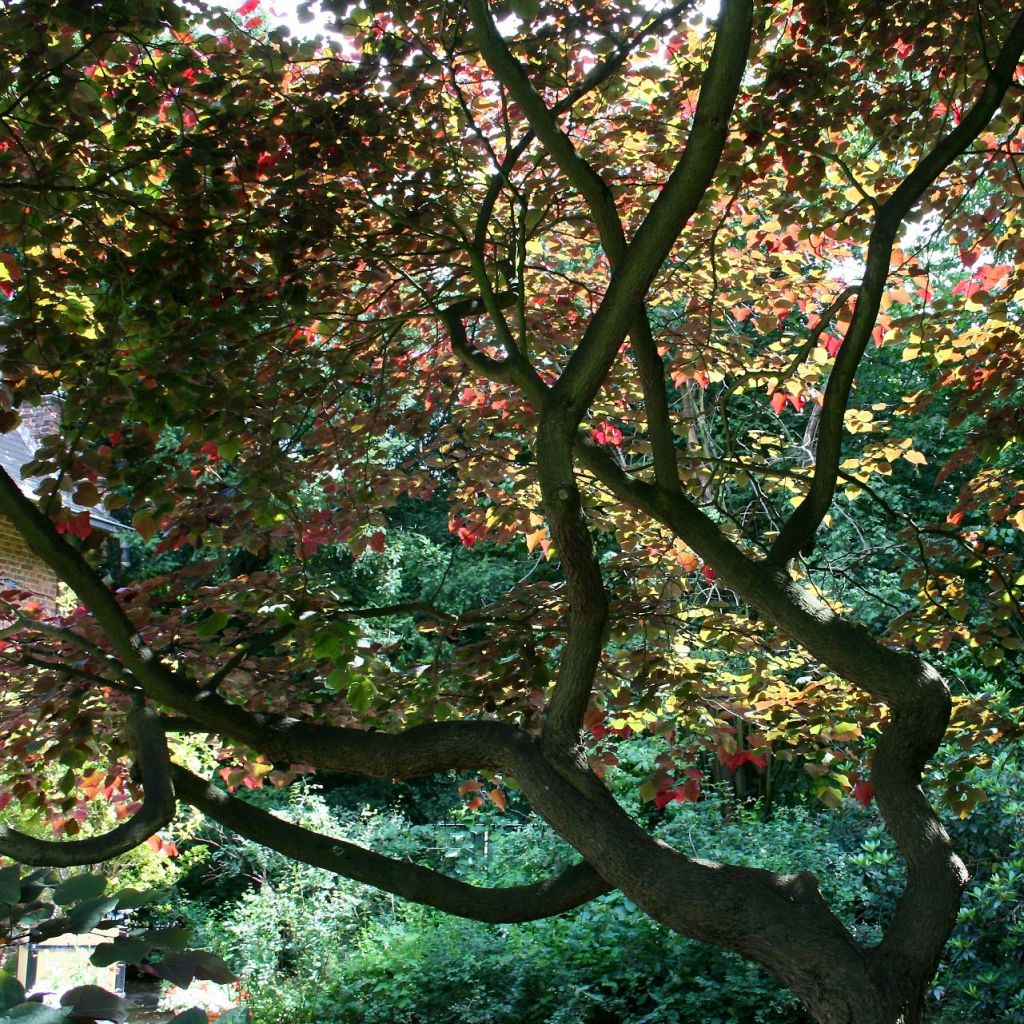 Redbud del este Forest Pansy - Cercis canadensis