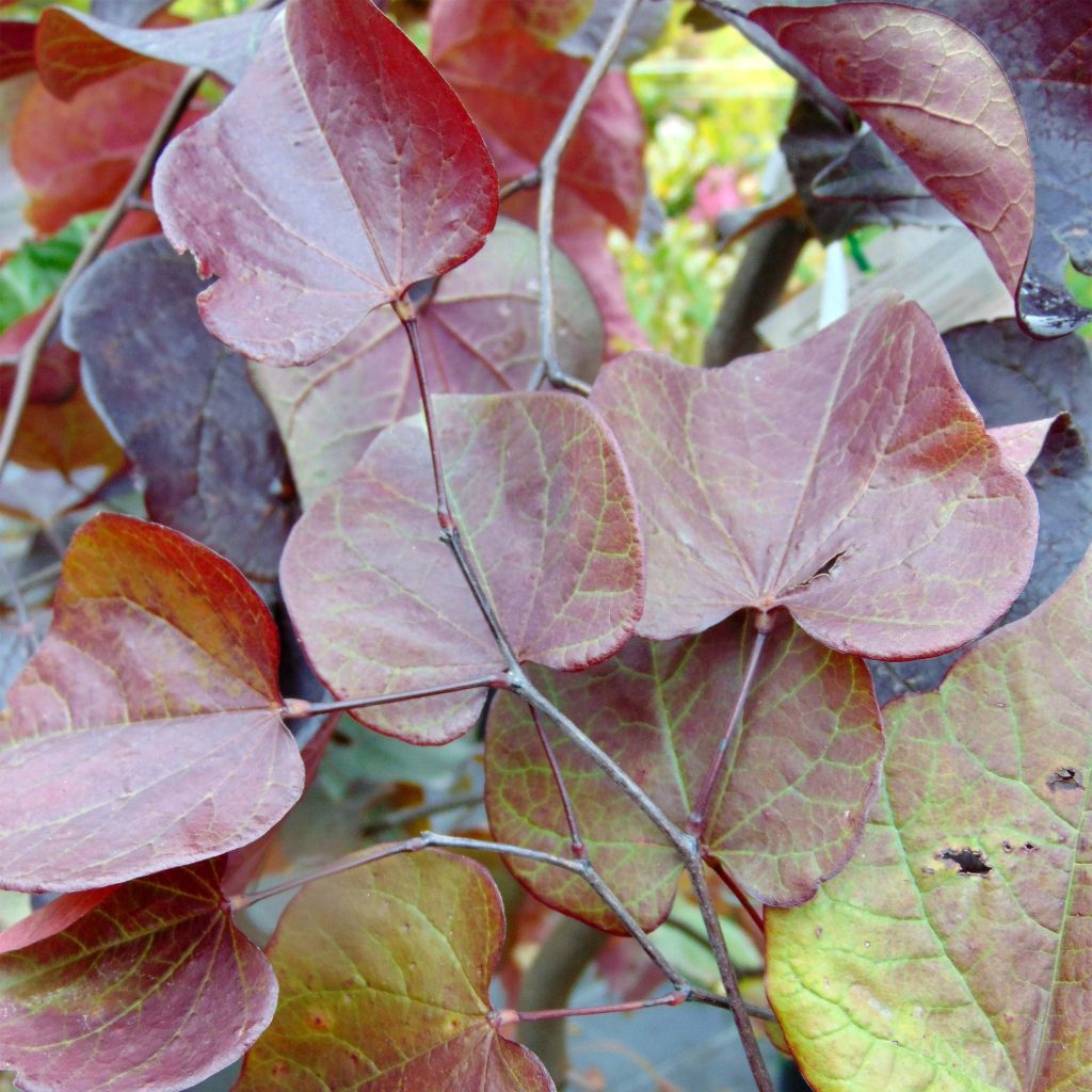 Redbud del este Forest Pansy - Cercis canadensis