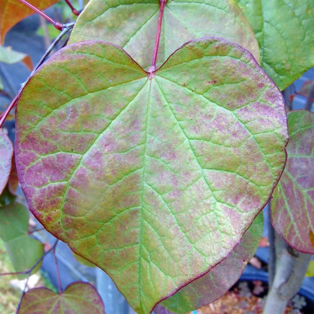 Redbud del este Forest Pansy - Cercis canadensis