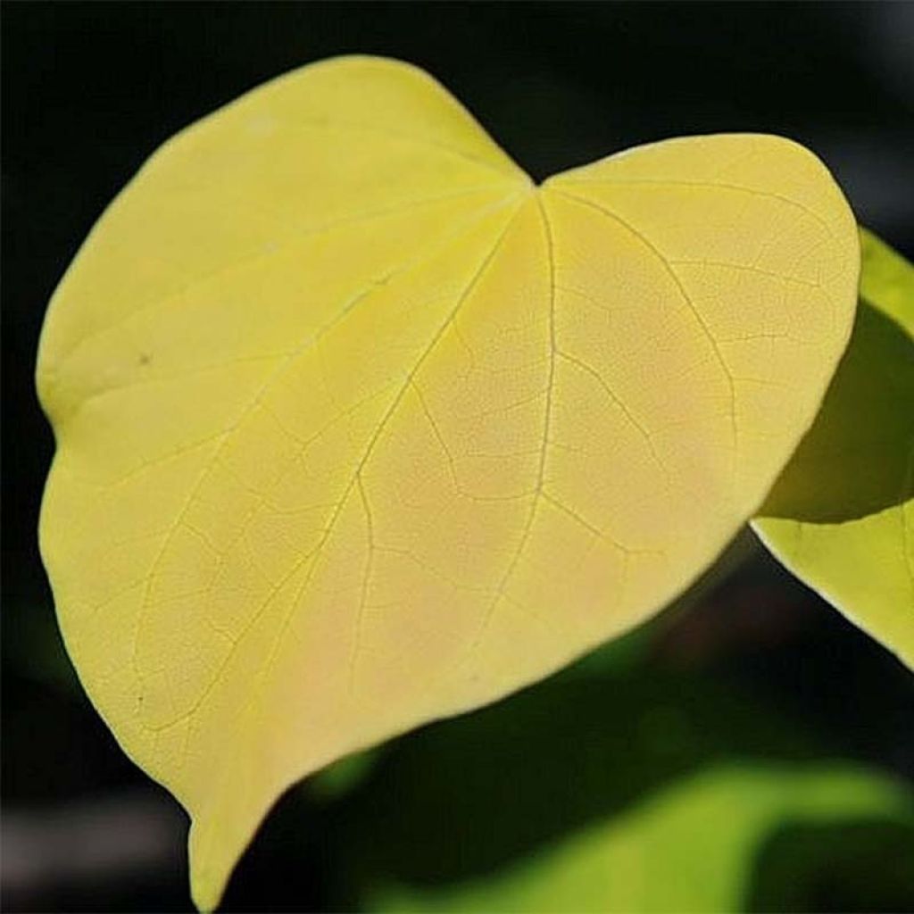 Redbud del este Heart of Gold - Cercis canadensis