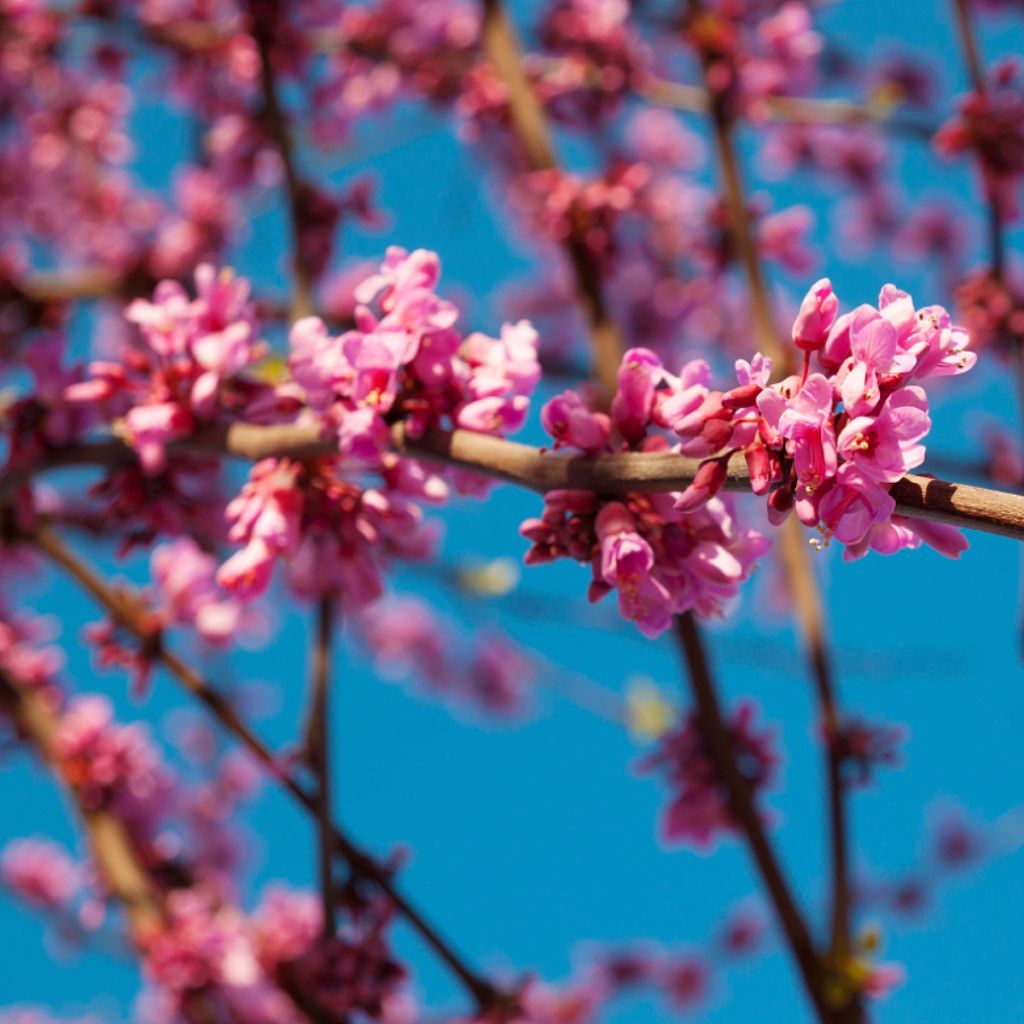 Gainier du Canada - Cercis canadensis Red Force