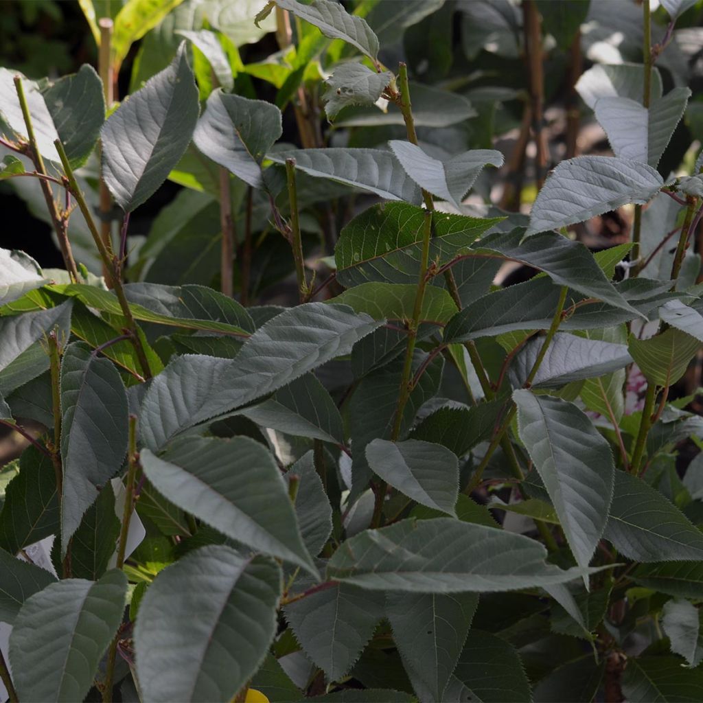 Cerezo japonés Kanzan - Prunus serrulata