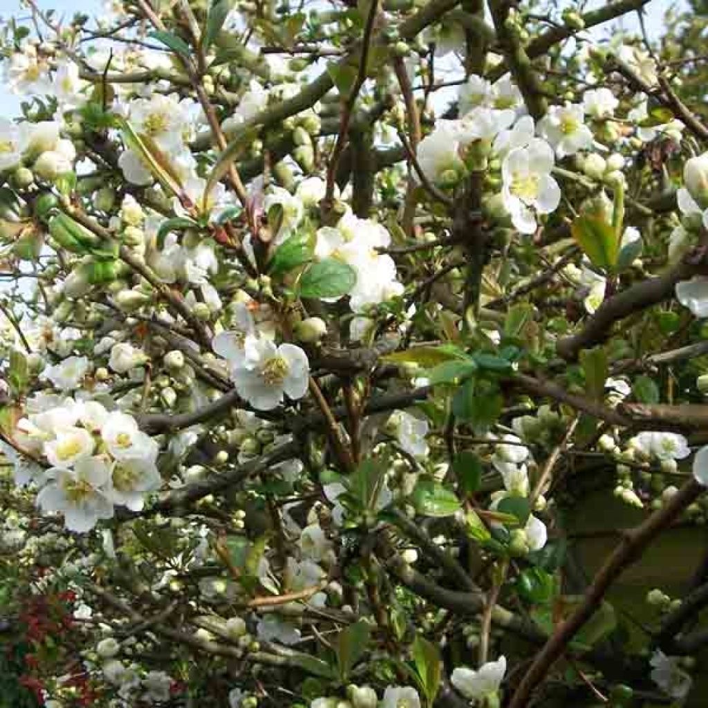 Membrillero del Japón Nivalis - Chaenomeles speciosa