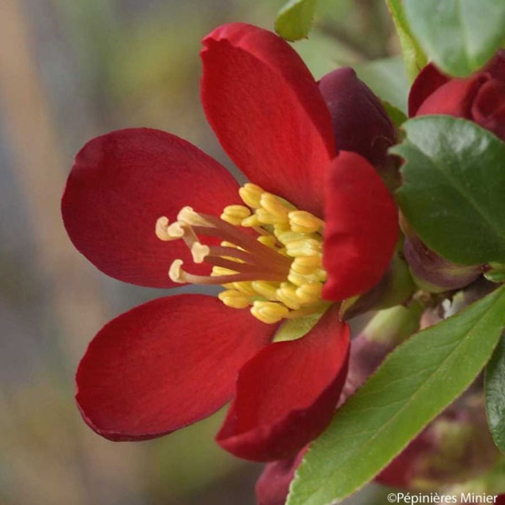 Cognassier du Japon, Chaenomeles speciosa Hot Fire