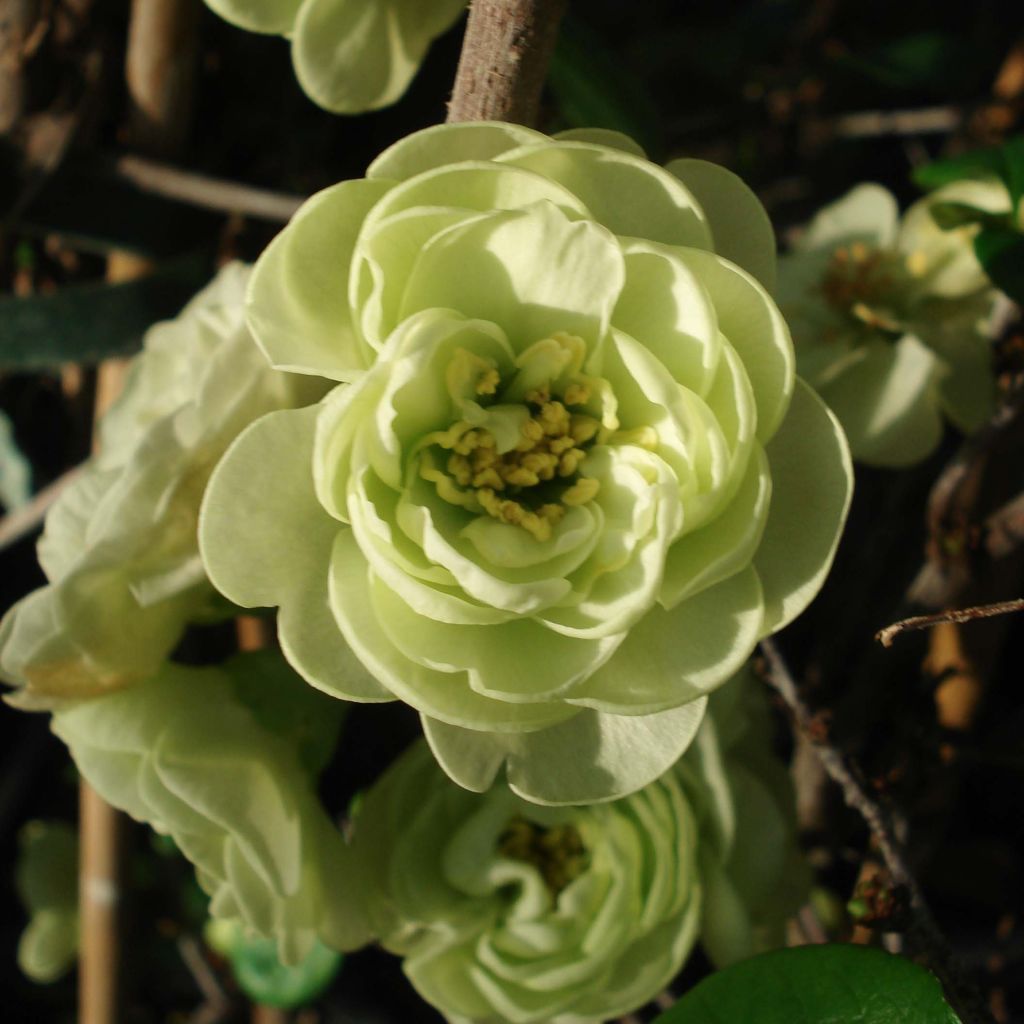 Membrillero del Japón Kinshiden - Chaenomeles speciosa