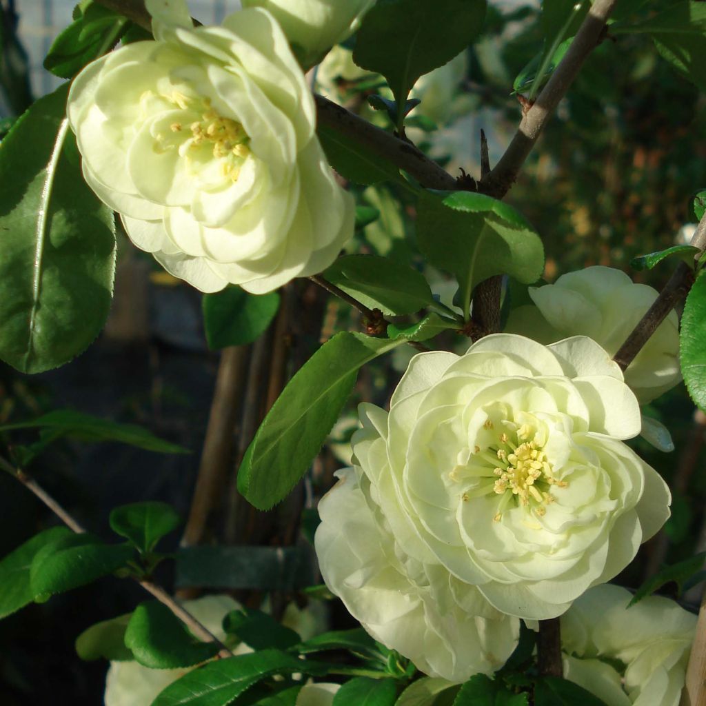 Membrillero del Japón Kinshiden - Chaenomeles speciosa