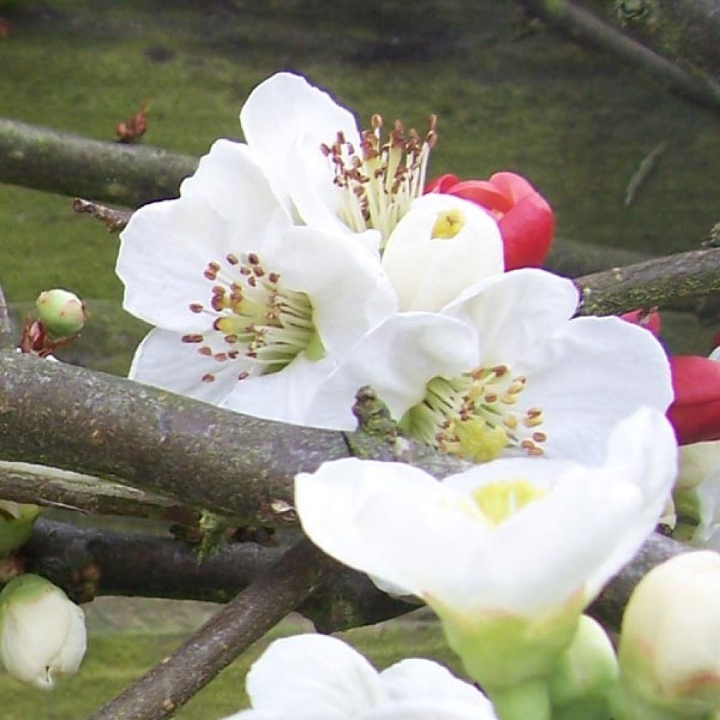 Membrillero del Japón Nivalis - Chaenomeles speciosa