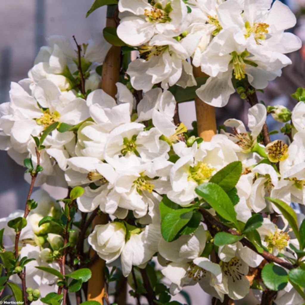 Membrillero del Japón Jet Trail - Chaenomeles superba