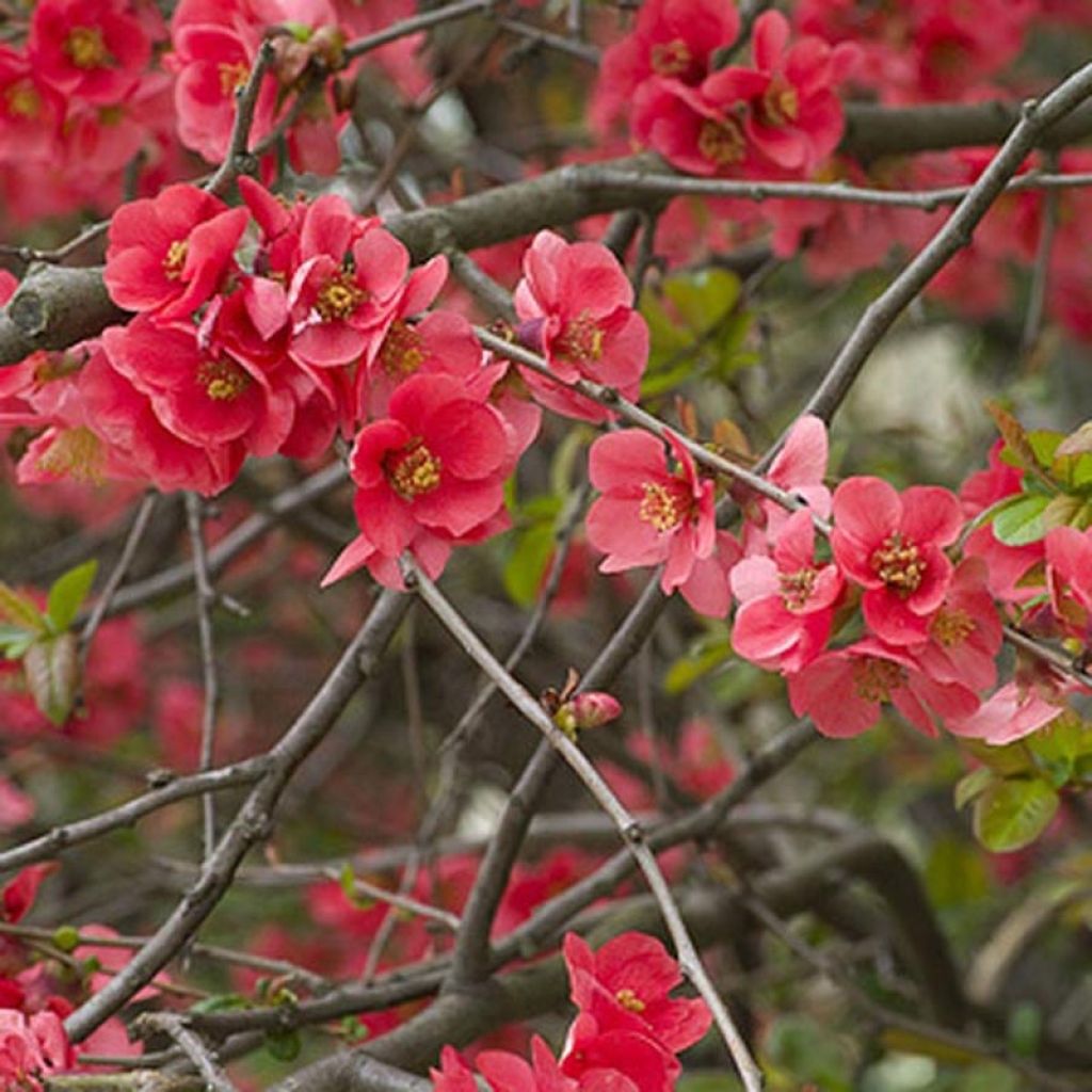 Membrillero del Japón Nicoline - Chaenomeles superba