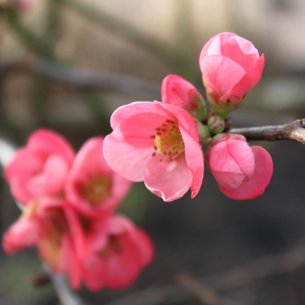 Membrillero del Japón Pink Lady - Chaenomeles superba