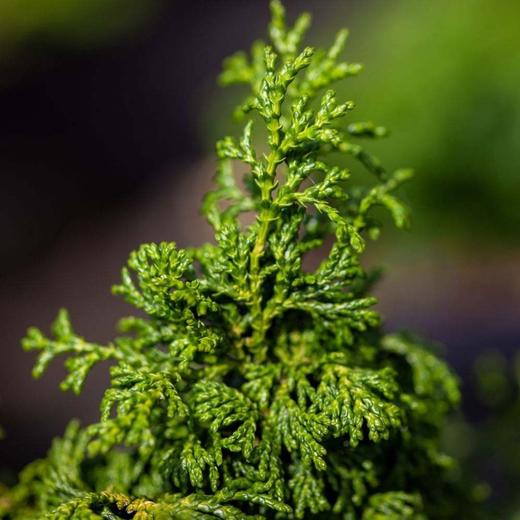 Chamaecyparis obtusa Maureen - Ciprés hinoki