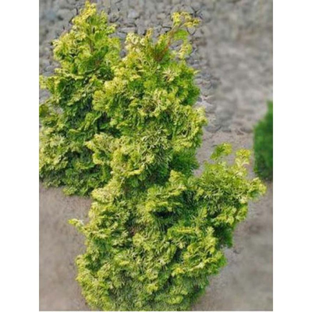 Chamaecyparis obtusa Rashahiba - Ciprés hinoki