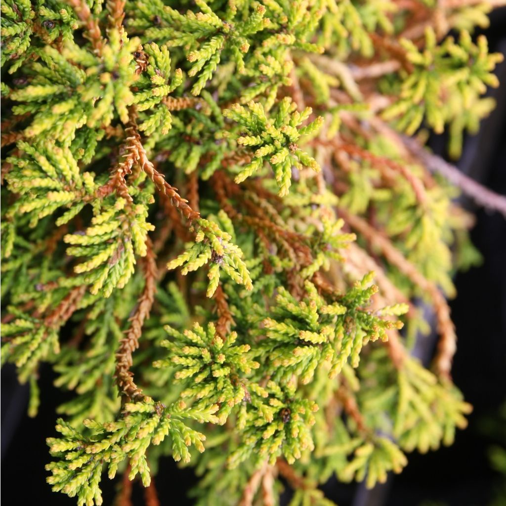 Chamaecyparis obtusa Gitte - Ciprés hinoki