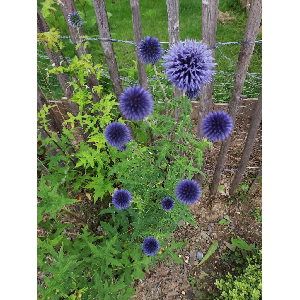 Echinops ritro - Cardo de erizo