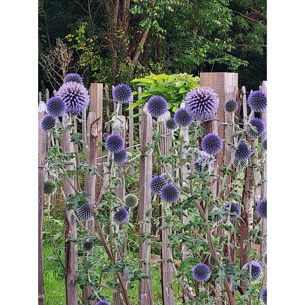 Echinops ritro - Cardo de erizo