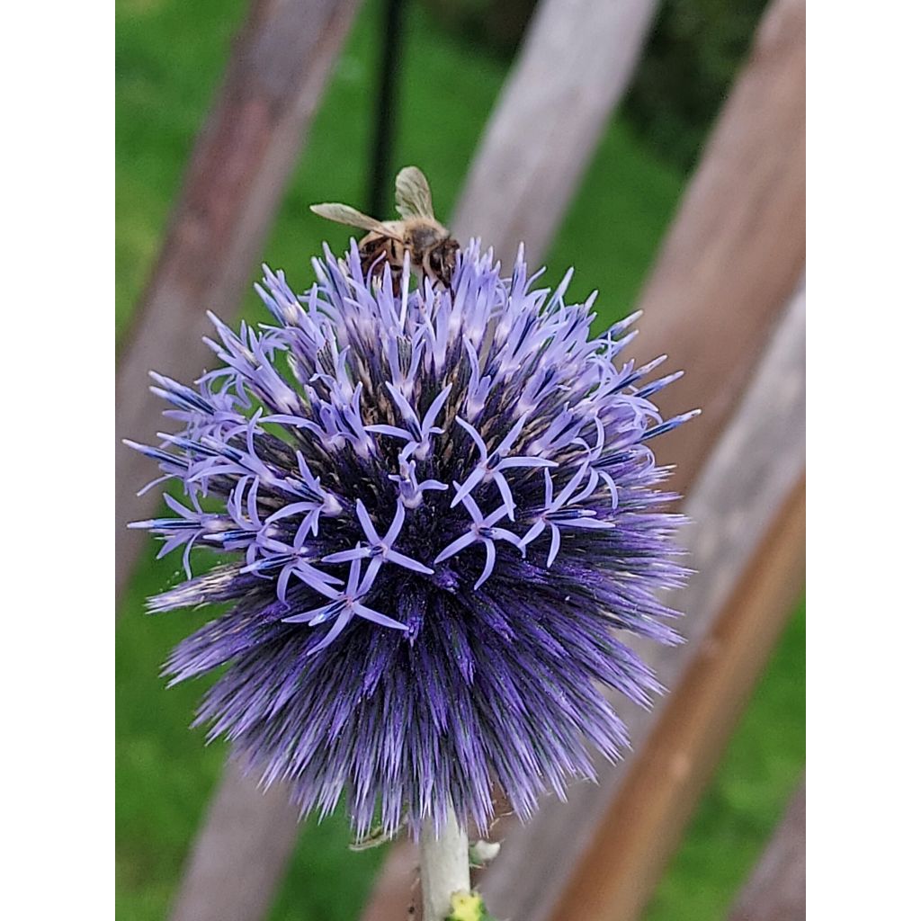 Echinops ritro - Cardo de erizo