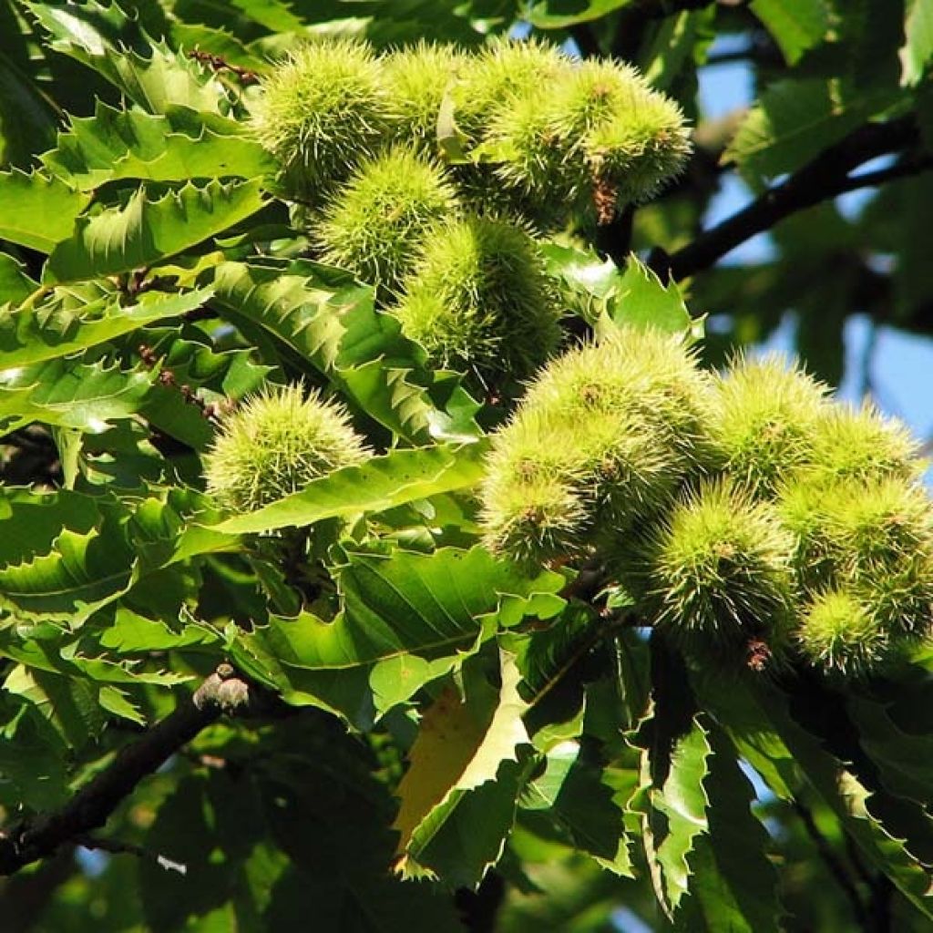 Châtaignier Marron de Lyon - Castanea sativa