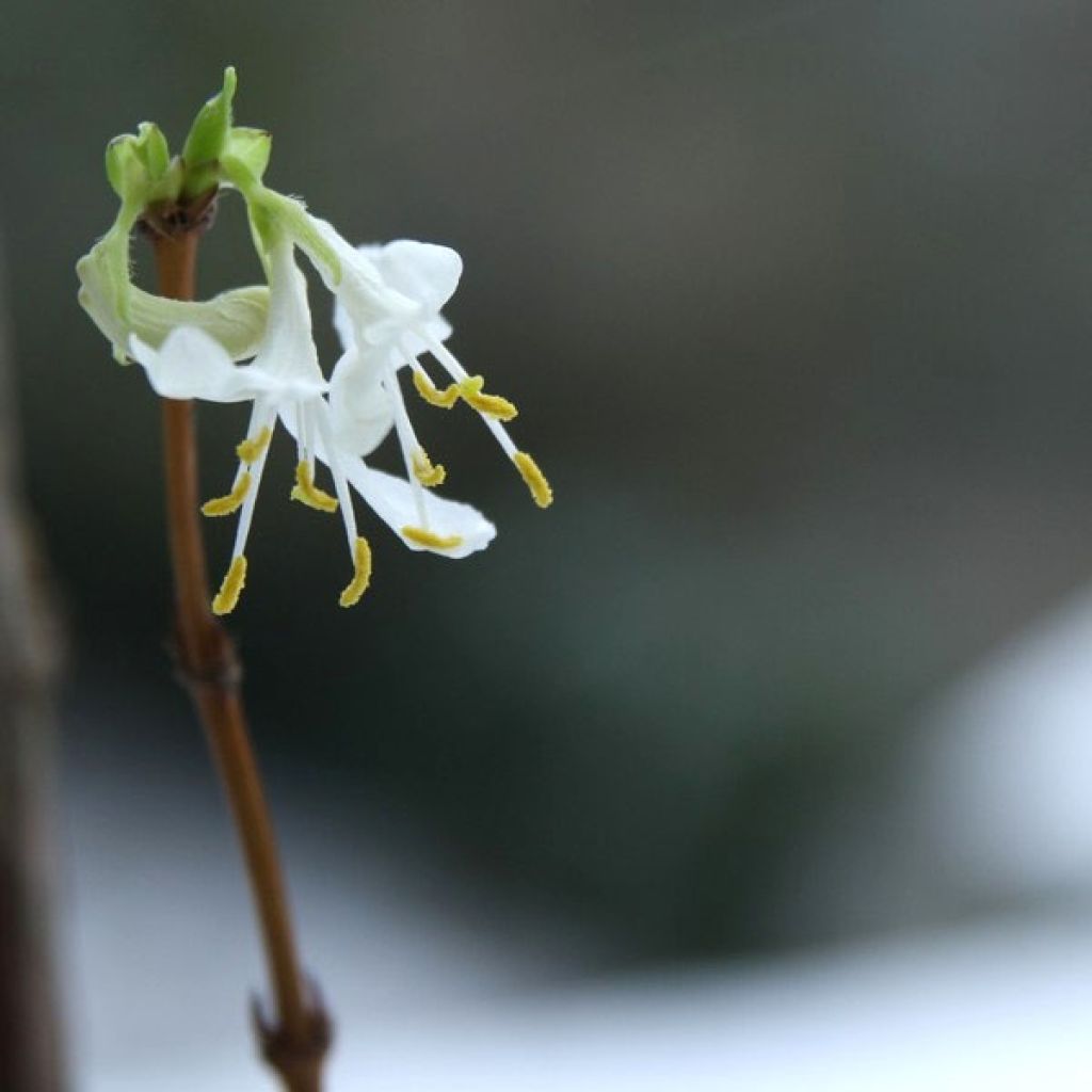 Lonicera fragrantissima - Madreselva de invierno