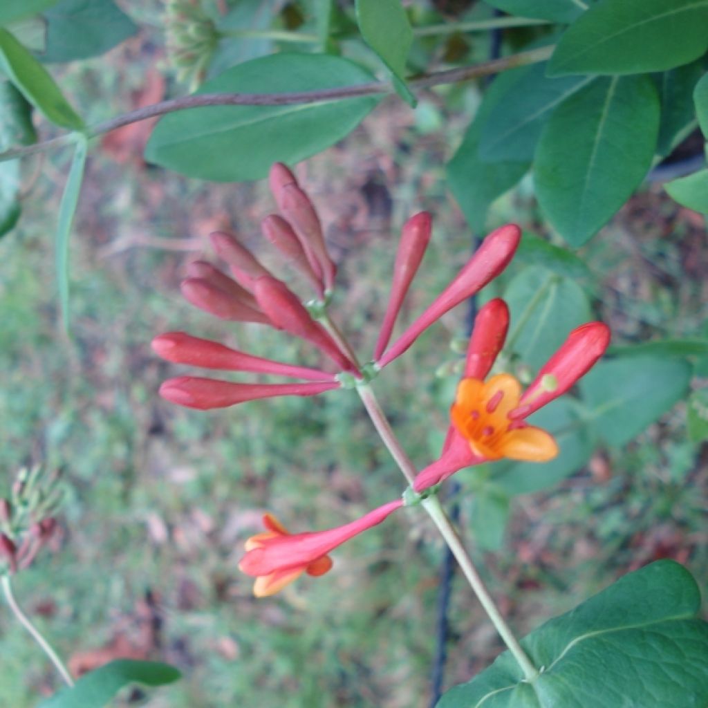 Lonicera brownii Dropmore Scarlet - Madreselva