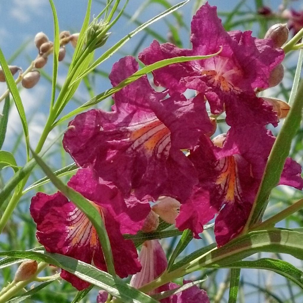 Chilopsis linearis Burgundy - Sauce del desierto