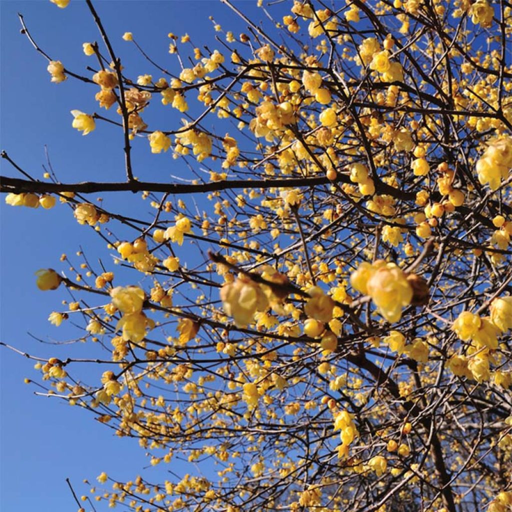 Chimonanthus praecox - Macasar