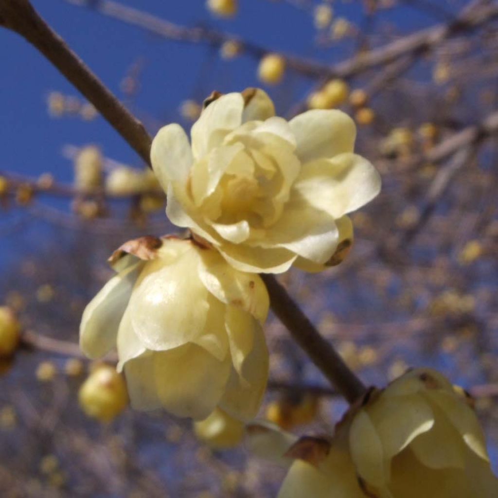 Chimonanthus praecox - Macasar