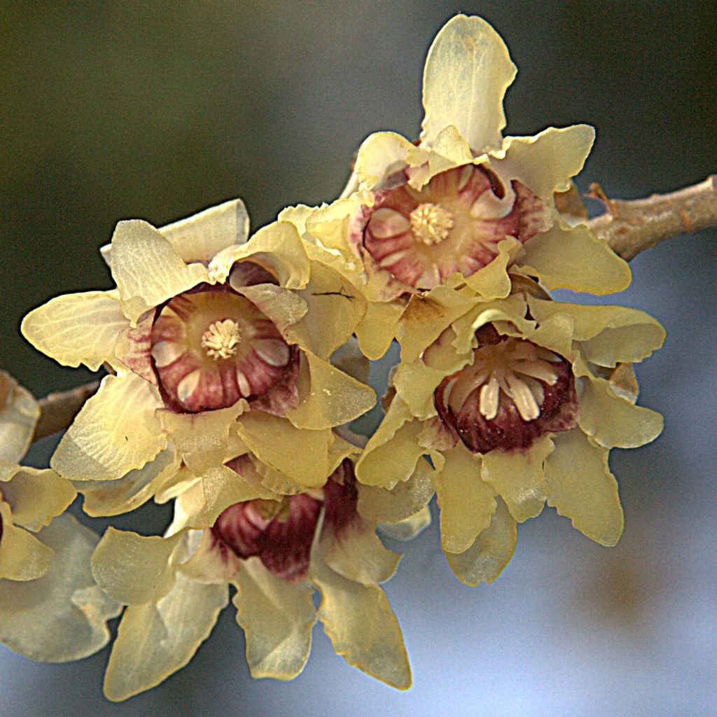 Chimonanthus praecox - Macasar