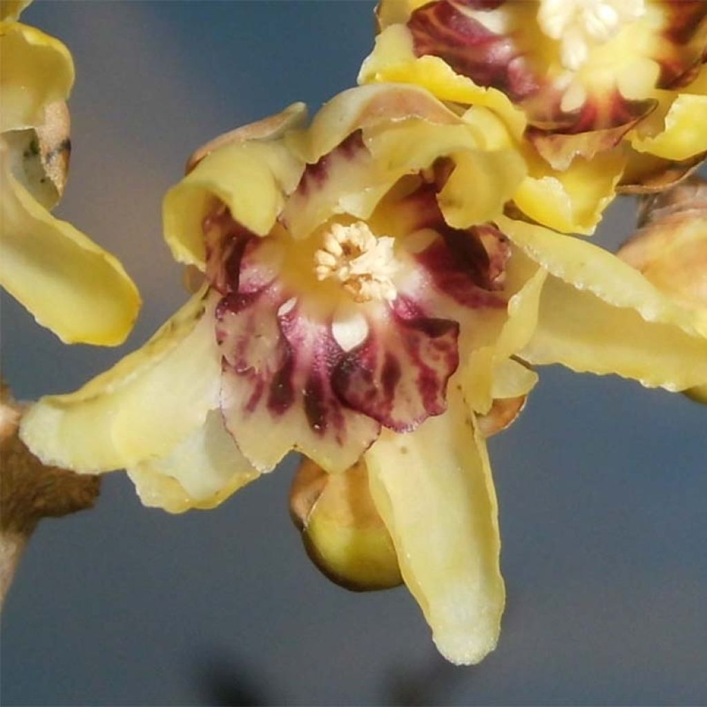 Chimonanthus praecox - Macasar