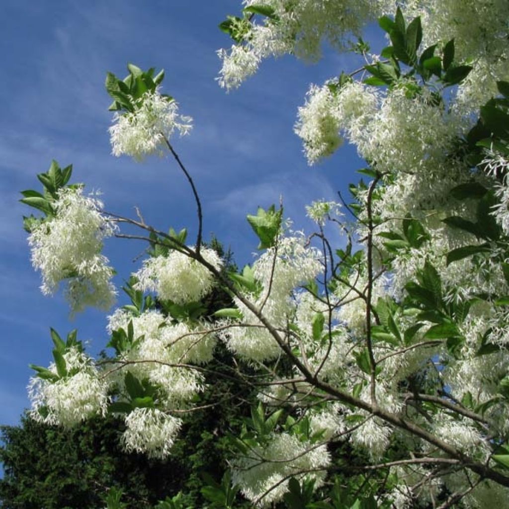 Chionanthus virginicus - Laurel de nieve