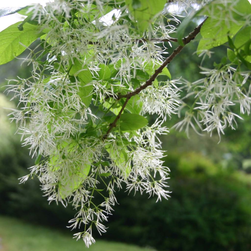 Chionanthus virginicus - Laurel de nieve