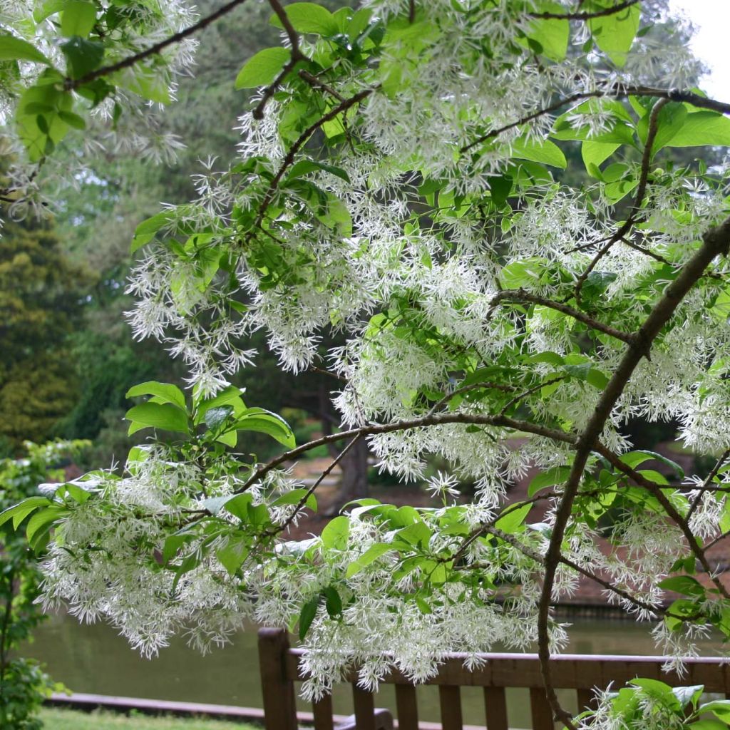 Chionanthus virginicus - Laurel de nieve