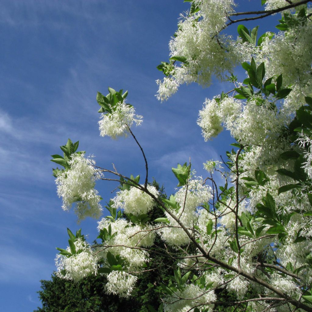 Chionanthus virginicus - Laurel de nieve